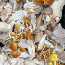 Load image into Gallery viewer, *SPECIAL!* Wild Mushroom Ravioli
