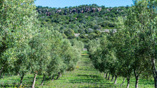 Load image into Gallery viewer, *NEW!* Sardegnan Organic Extra Virgin Olive Oil- Boni Mores
